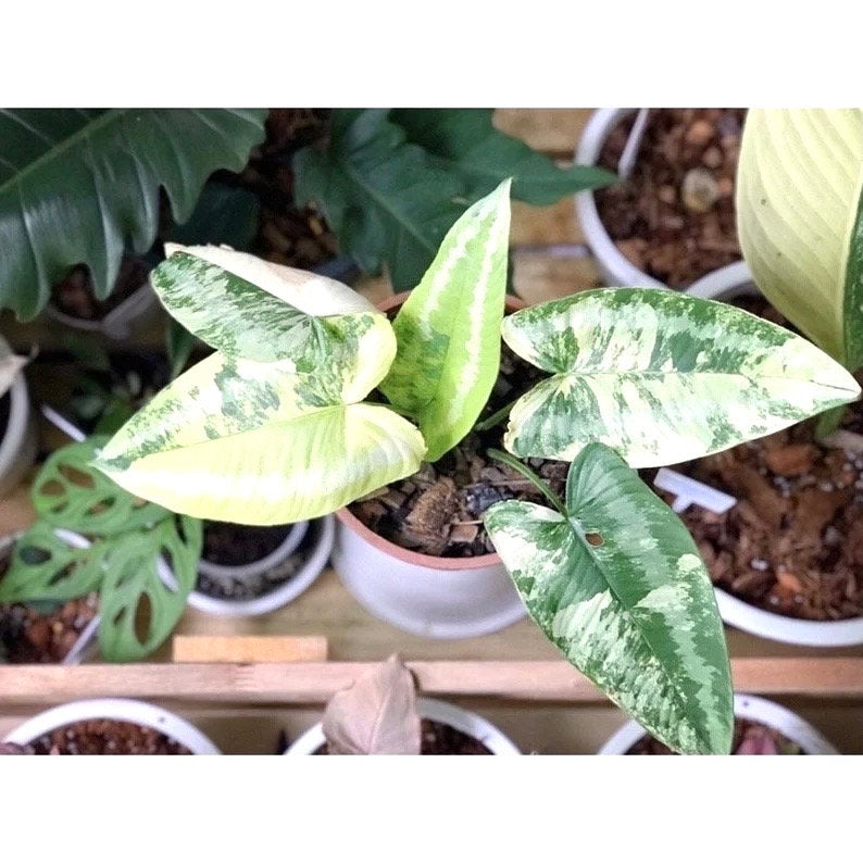 schismatoglottis wallichii starter plant **(ALL plants require you to purchase ANY 2 plants!)**