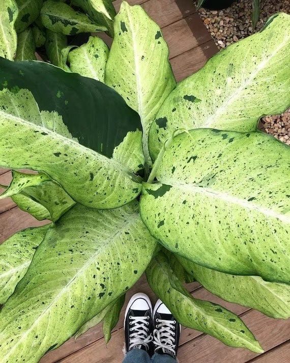 Diffenbachia Camoflauge starter plant **(ALL plants require you to purchase ANY 2 plants!)**