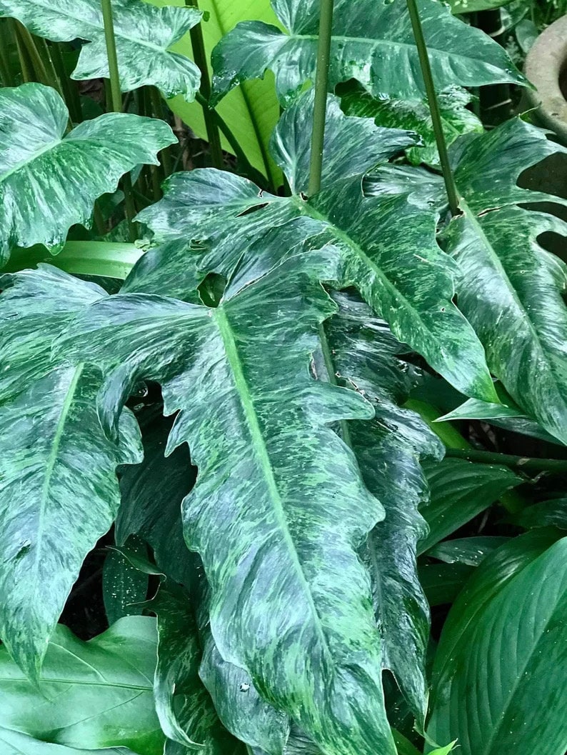 philodendron lime fiddle vs golden dragon Alocasia Marbled Golden Dragon starter plant **(ALL plants require you – GoldenGreeneryCo