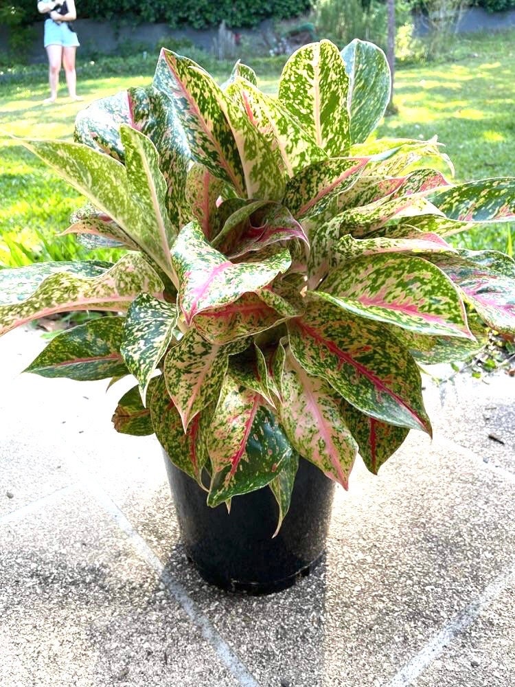 colorful aglaonema Aglaonema Nightsparkle rare starter plant **(ALL plants require you to purchase ANY 2 plants!)**