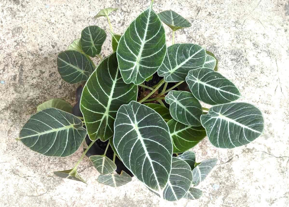 Alocasia Black Velvet starter plants (2 pack)