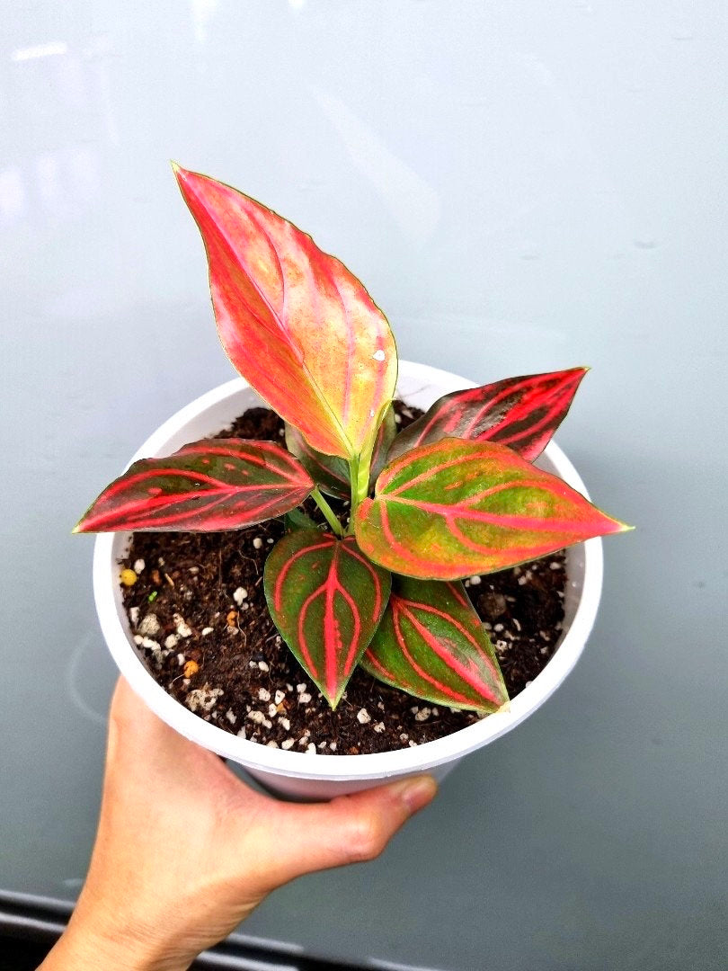 aglaonema very red Aglaonema Red Veined starter plant **(ALL plants require you to purchase ANY 2 plants!)**