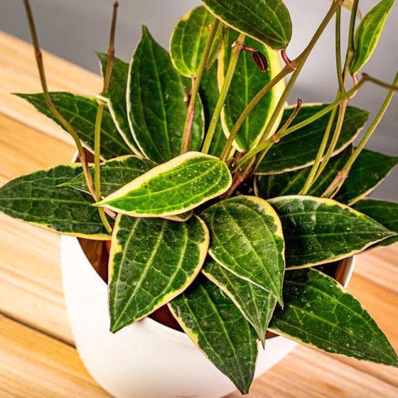 Hoya Macrophylla Variegated XL plant **(ALL plants require you to purchase ANY 2 plants!)**