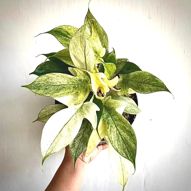 philodendron florida ghost Philodendron Florida Ghost Mint 2” plant **(ALL plants require you to – GoldenGreeneryCo