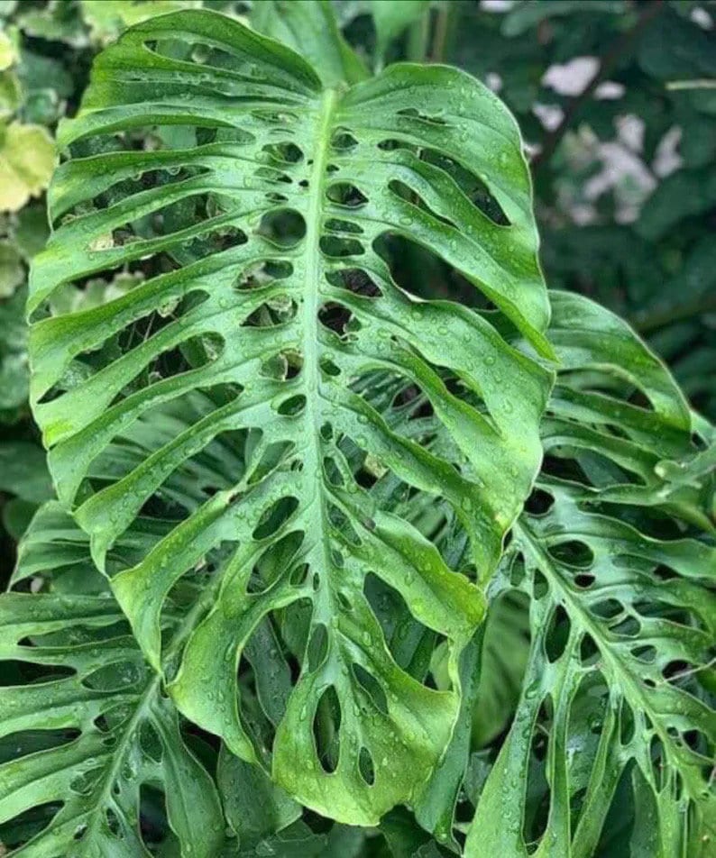 purchase monstera plant Monstera Acuminata starter plant **(ALL plants require you to purchase ANY 2 plants!)**