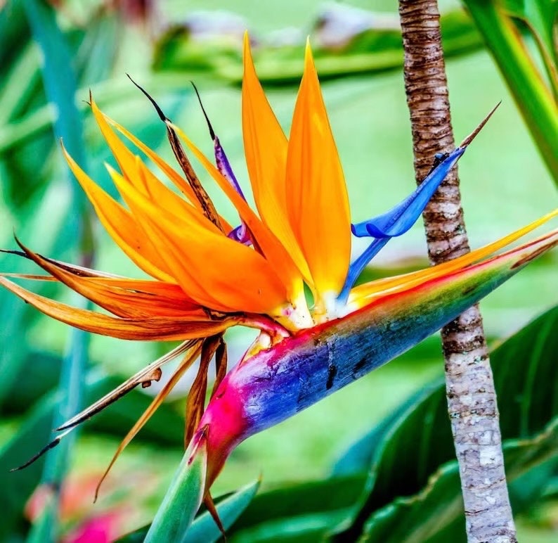 bird of paradise indoor plant buy Orange bird of paradise starter plant **(ALL plants require you to pur – GoldenGreeneryCo