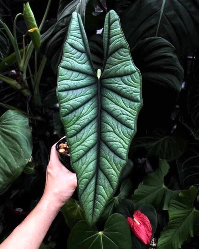 Alocasia Platinum “Bisma” starter plant **(ALL plants require you to purchase ANY 2 plants!)**
