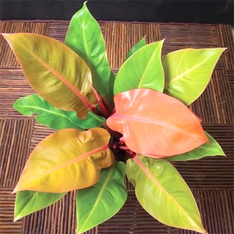 hybrid philodendron Philodendron Tangerine *new hybrid* starter plant **(ALL plants require you to purchase ANY 2 plants!)**