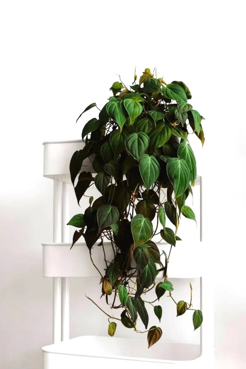 vining indoor plants Philodendron Micans vining starter plant **(ALL plants require you to – GoldenGreeneryCo