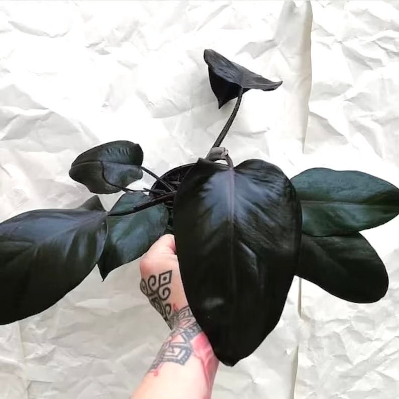 philodendron royal Philodendron Royal Queen starter plant **(ALL plants require you to purchase ANY 2 plants!)**