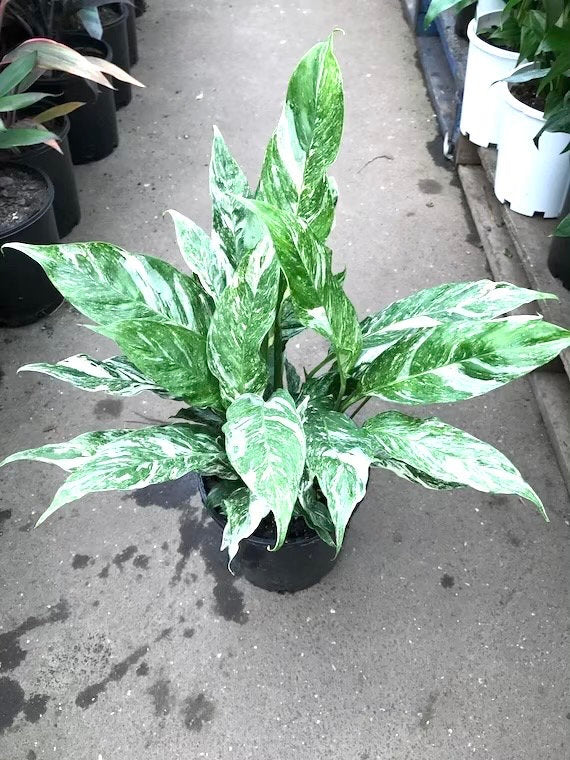 aglaonema replacing spathillium Spathiphyllum Variegated “Domino” starter plant **(ALL plants require you to purchase ANY 2 plants!)**