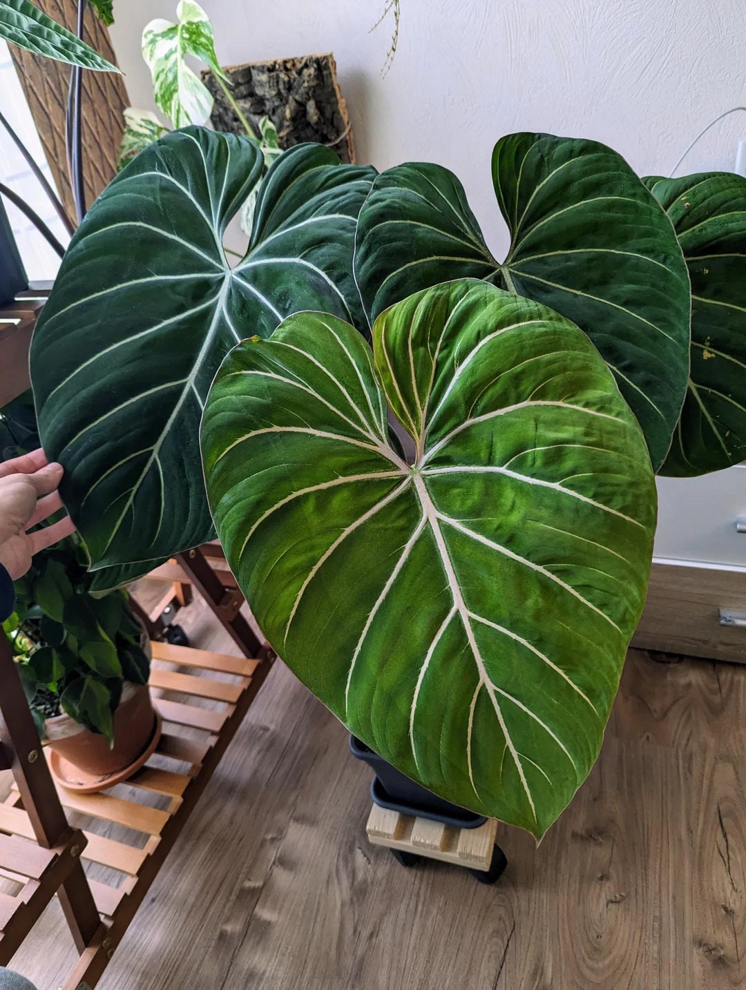 Philodendron gloriosum starter plant **(ALL plants require you to purchase ANY 2 plants!)**