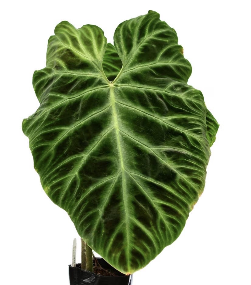 dark leaved philodendron Philodendron Verrucosum dark form starter plant **(ALL plants require – GoldenGreeneryCo