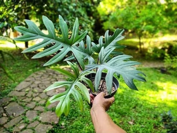 philodendron mayoi vs xanadu Philodendron Mayoi 2” plant **(ALL plants require you to purchase ANY – GoldenGreeneryCo
