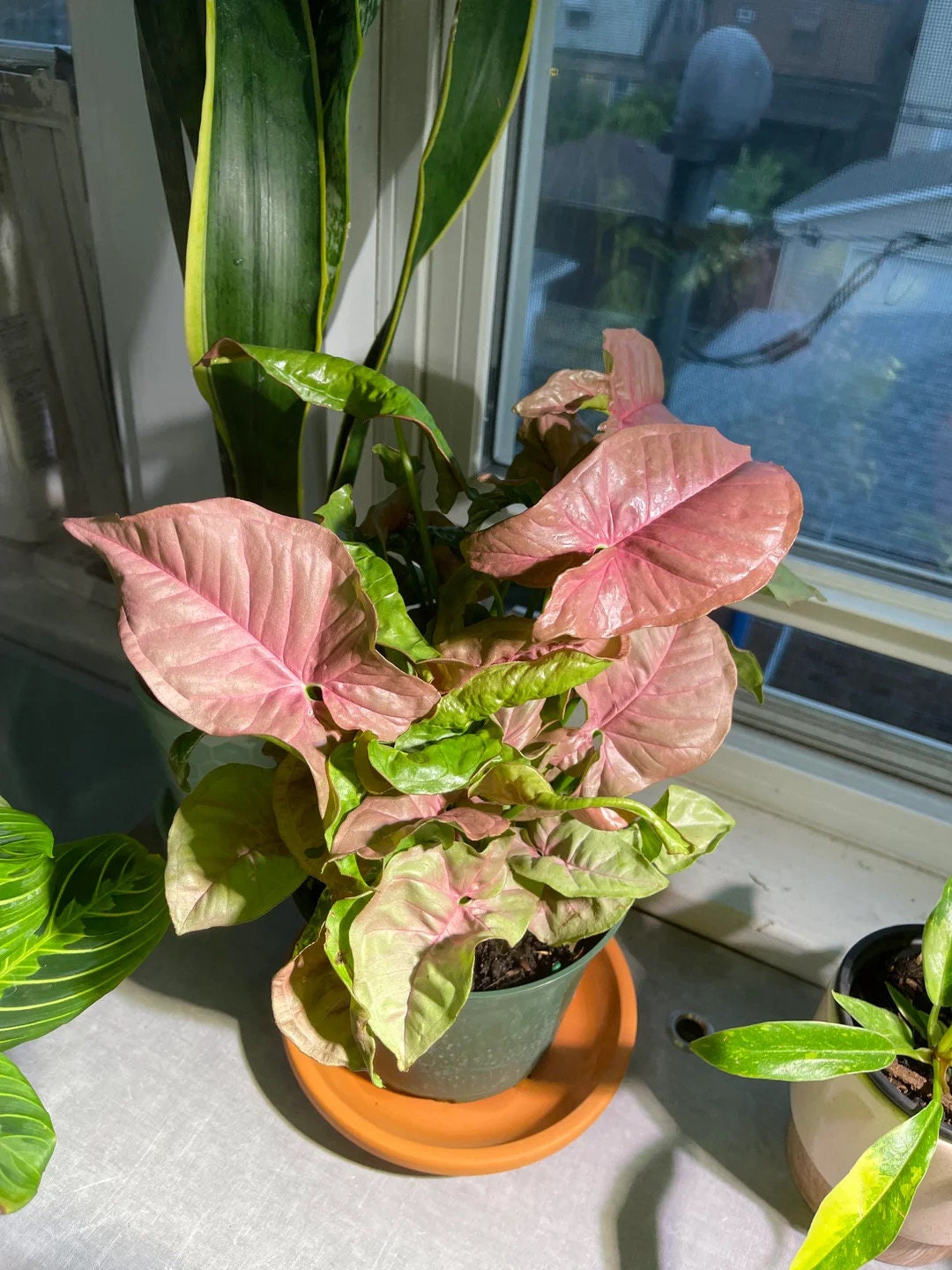 Syngonium Neon Robusta starter plant **(ALL plants require you to purchase ANY 2 plants!)**