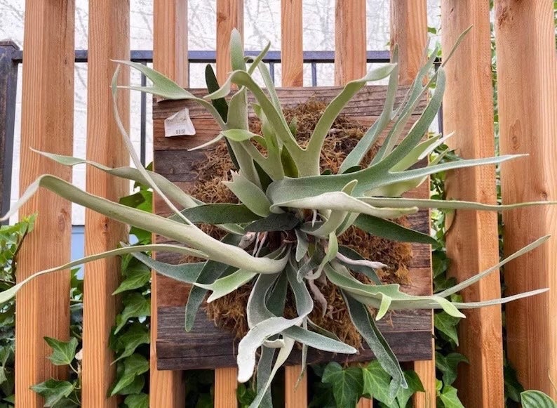 Platycerium French Silver staghorn fern starter plant **(ALL plants require you to purchase ANY 2 plants!)**
