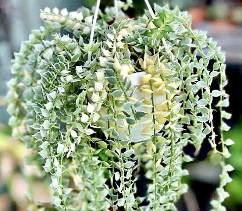 Variegated Dischida Ruscifolia (Million Hearts) 4” plant **(ALL plants require you to purchase ANY 2 plants!)**