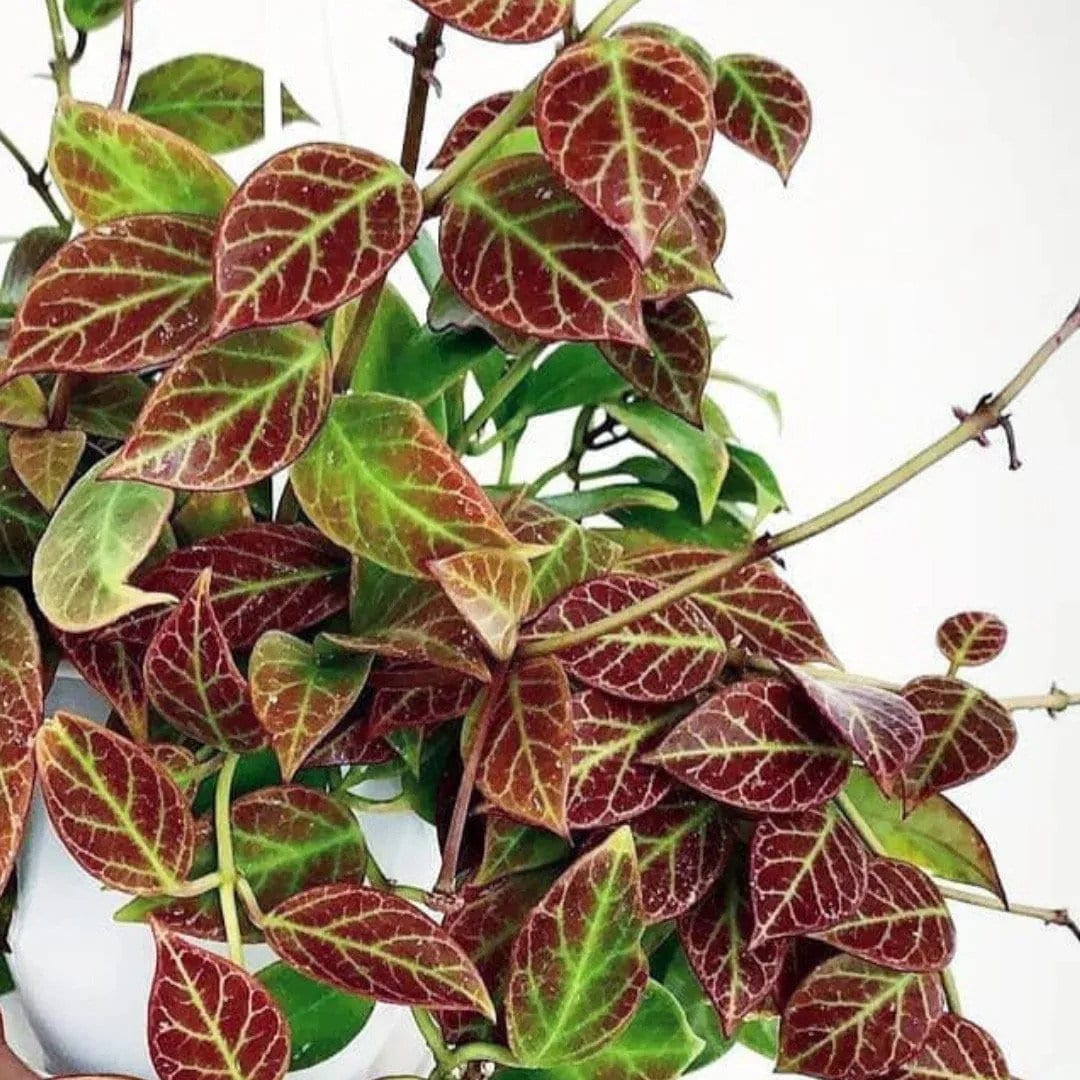 Hoya Sunrise starter plant **(ALL plants require you to purchase ANY 2 plants!)**