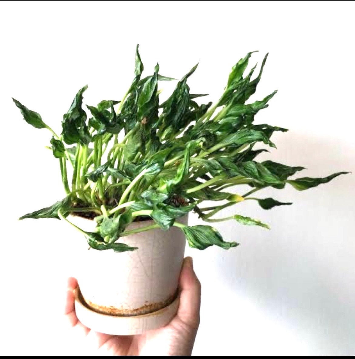 Epipremnum Shangrila rare starter plant **(ALL plants require you to purchase ANY 2 plants!)**