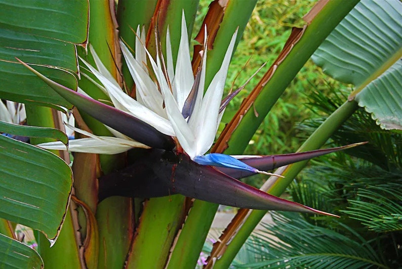 white bird house plant White bird of paradise starter plant **(ALL plants require you to purc