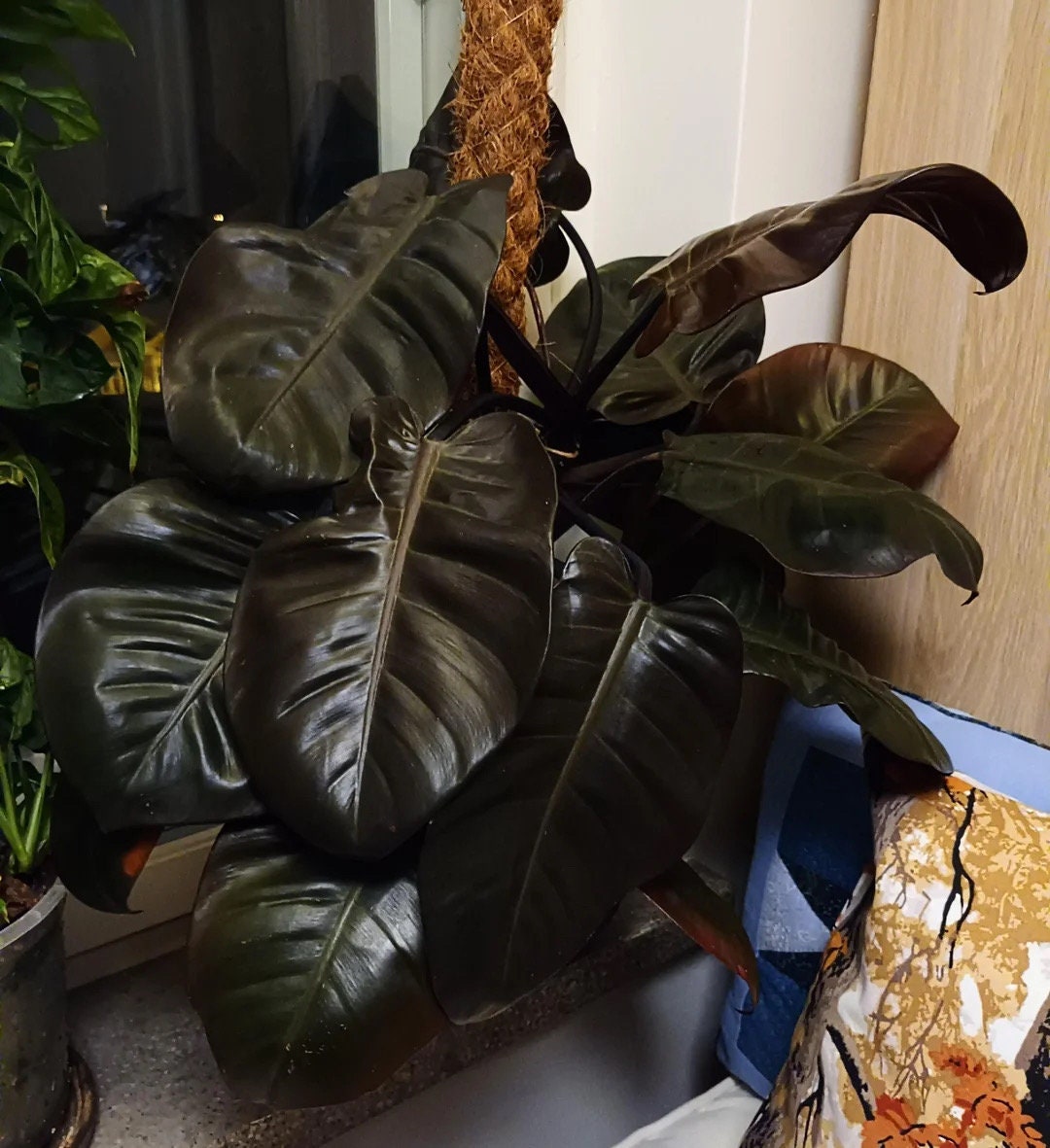 philodendron cardinal Philodendron Black Cardinal XL starter plant **(ALL plants require you to purchase ANY 2 plants!)**
