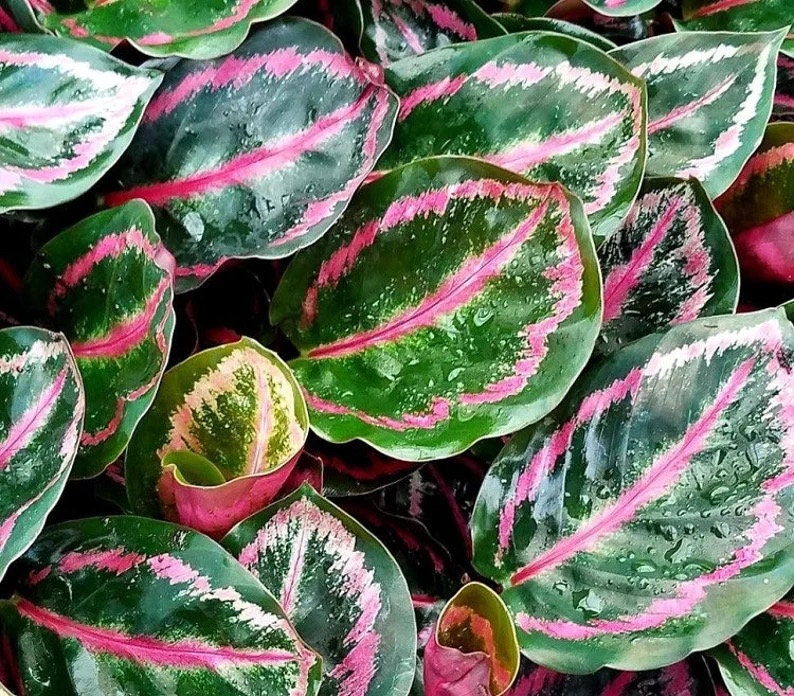 Calathea Roseopicta starter plant **(ALL plants require you to purchase ANY 2 plants!)**