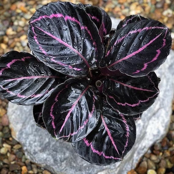 Calathea Black rose 4” plant **(ALL plants require you to purchase ANY 2 plants!)**