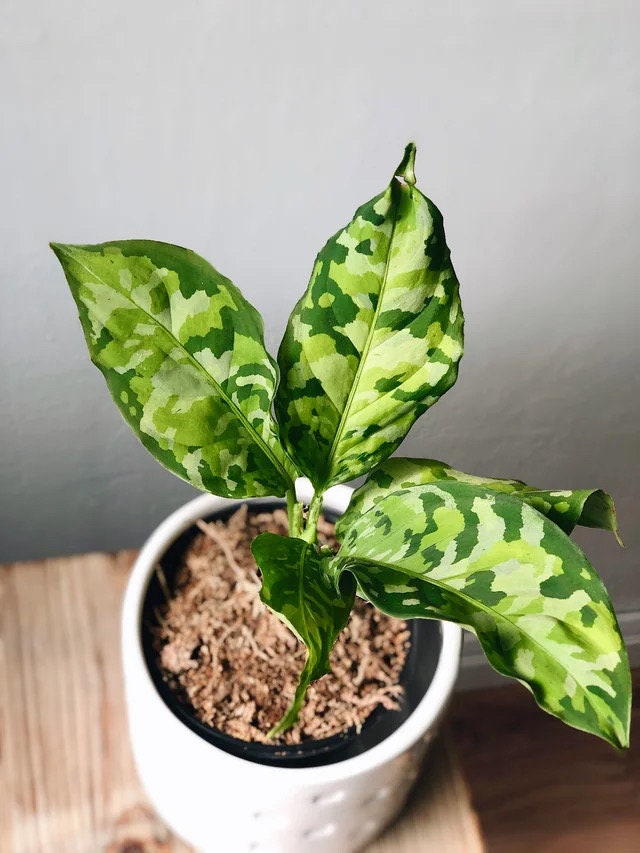 Aglaonema Pictum tricolor 4” plant (short) **(ALL plants require you to purchase ANY 2 plants!)**