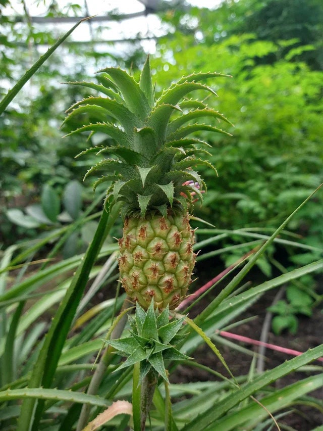 Ananas Mini me (baby pineapple) 4” plant **(ALL plants require you to purchase ANY 2 plants!)**