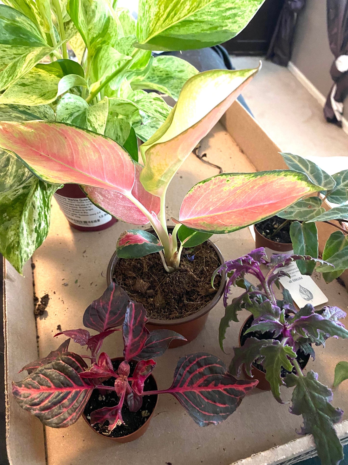 Aglaonema Pink Pearl 2” plant **(ALL plants require you to purchase ANY 2 plants!)**
