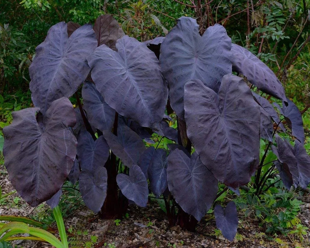 black ruffles elephant ear plant Colocasia black ruffles starter plant **(ALL plants require you to purchase ANY 2 plants!)**
