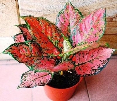 Aglaonema red Beauty starter plant **(ALL plants require you to purchase ANY 2 plants!)**
