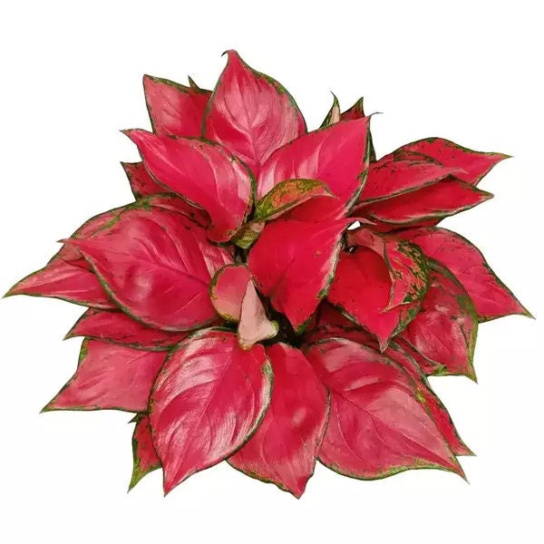 Aglaonema rich red starter plant **(ALL plants require you to purchase ANY 2 plants!)**
