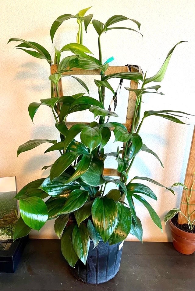 dragon tail succulent Rhapidophora Decursiva dragon tail starter plant **(ALL plants require you to purchase ANY 2 plants!)**