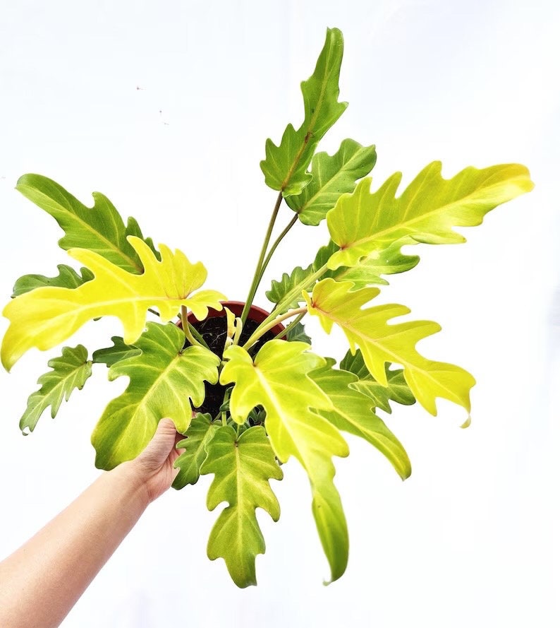 philodendron xanadu leaves Philodendron Golden Xanadu starter plant **(ALL plants require you to – GoldenGreeneryCo