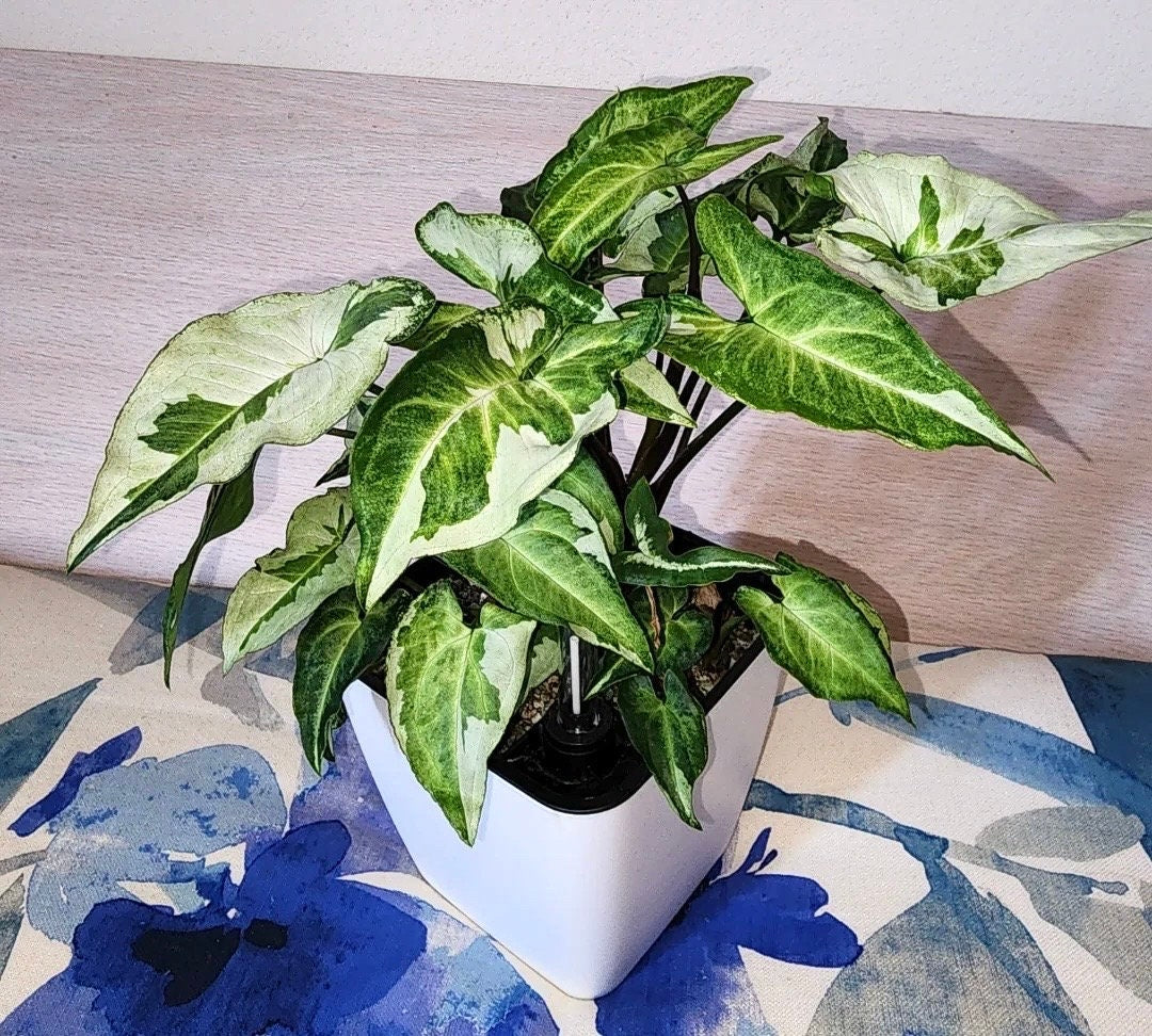 Syngonium three kings starter plant **(ALL plants require you to purchase ANY 2 plants!)**
