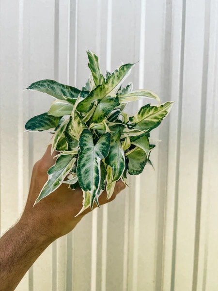 Syngonium Starlite starter plant **(ALL plants require you to purchase ANY 2 plants!)**