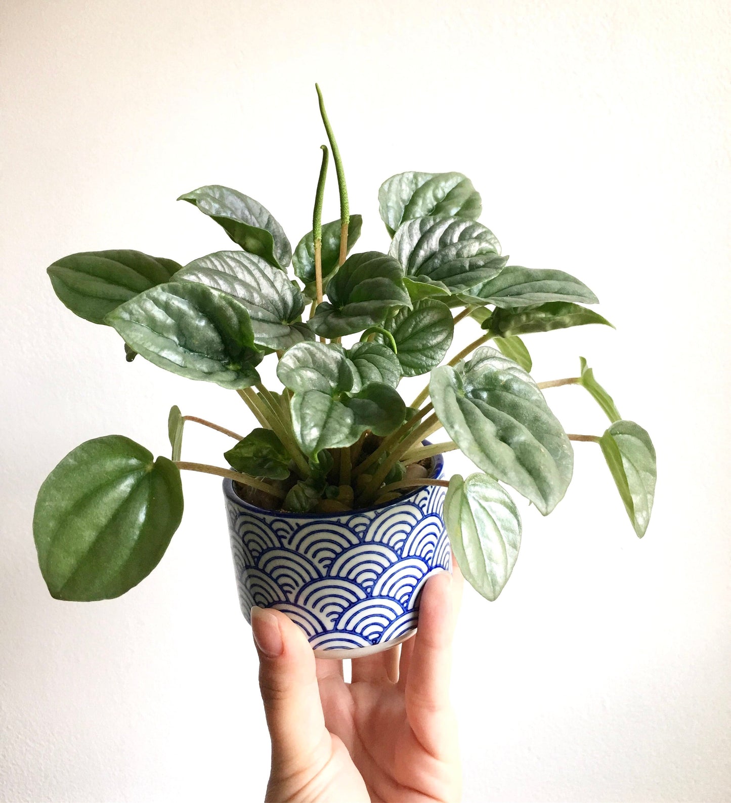 Peperomia Frost (silver watermelon) 2” plant **(ALL plants require you to purchase ANY 2 plants!)**