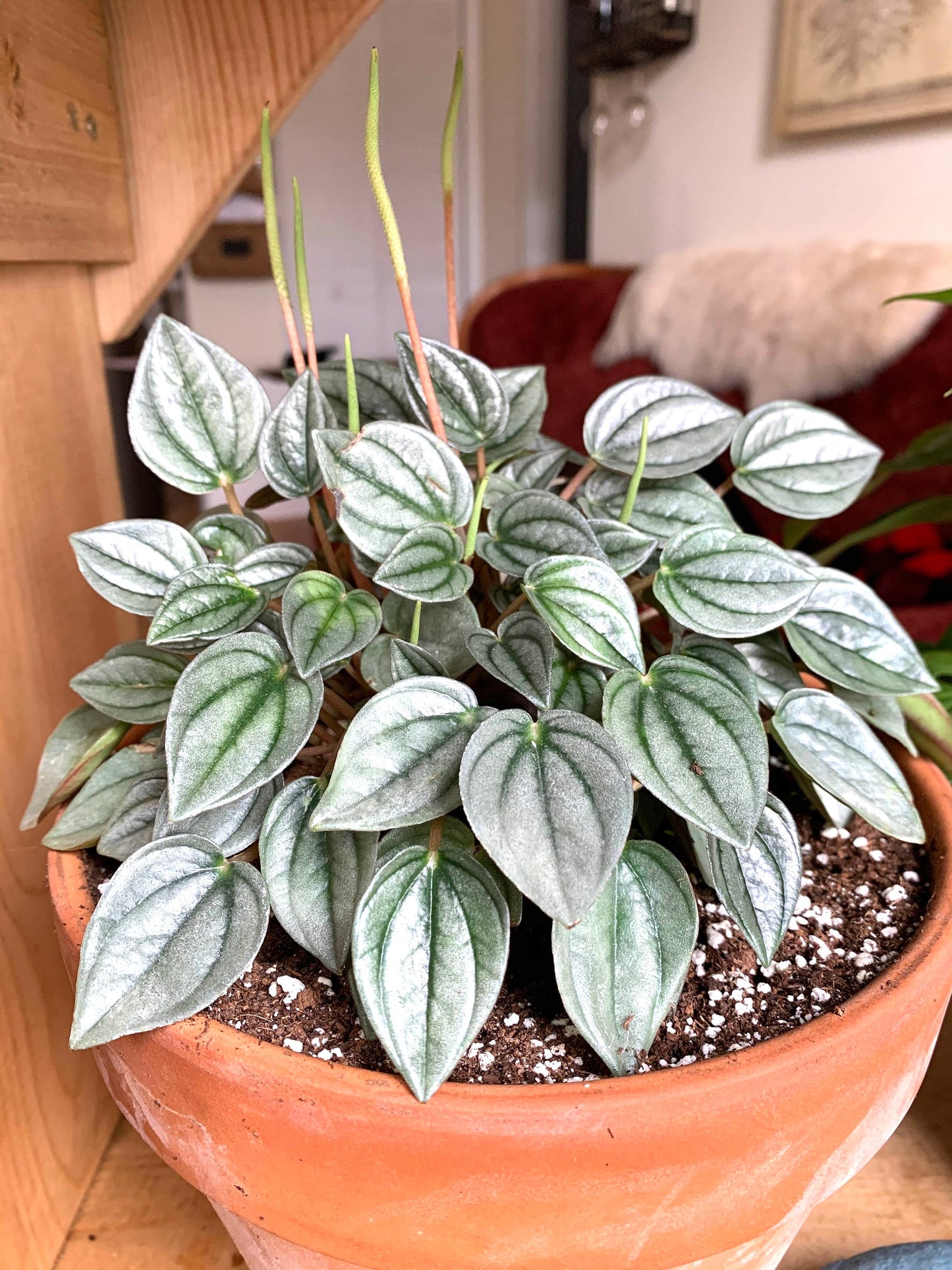 Peperomia Little Toscani starter plant **(ALL plants require you to purchase ANY 2 plants!)**
