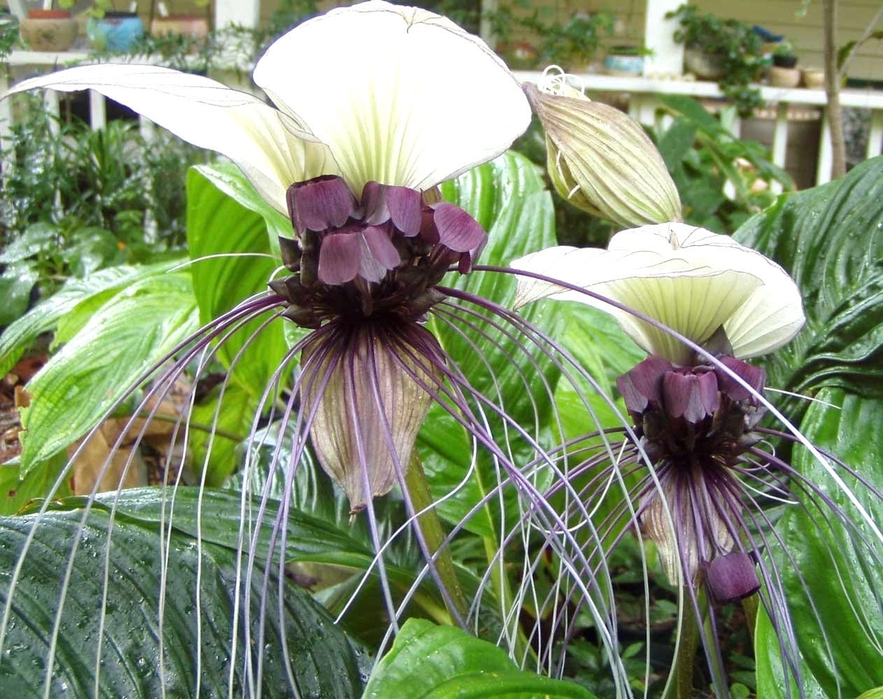 Tacca integrifolia (White bat flower) starter plant **(ALL plants require you to purchase ANY 2 plants!)**