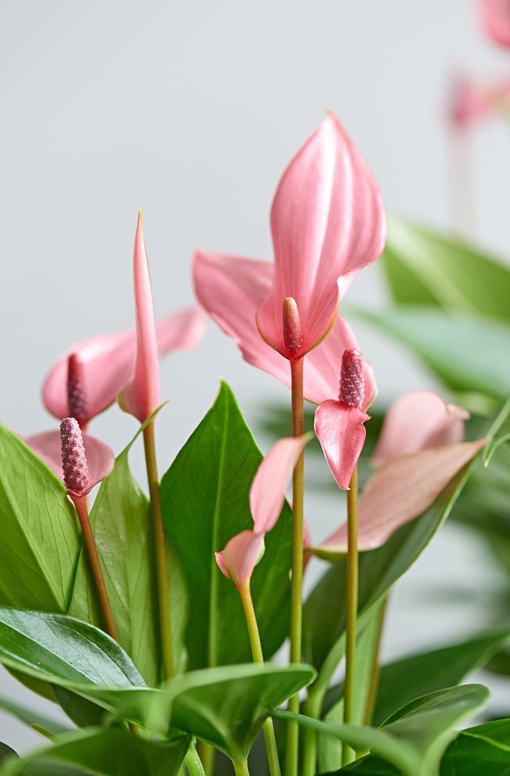 Anthurium Lilli (pink flower) 2” plant **(ALL plants require you to purchase ANY 2 plants!)**