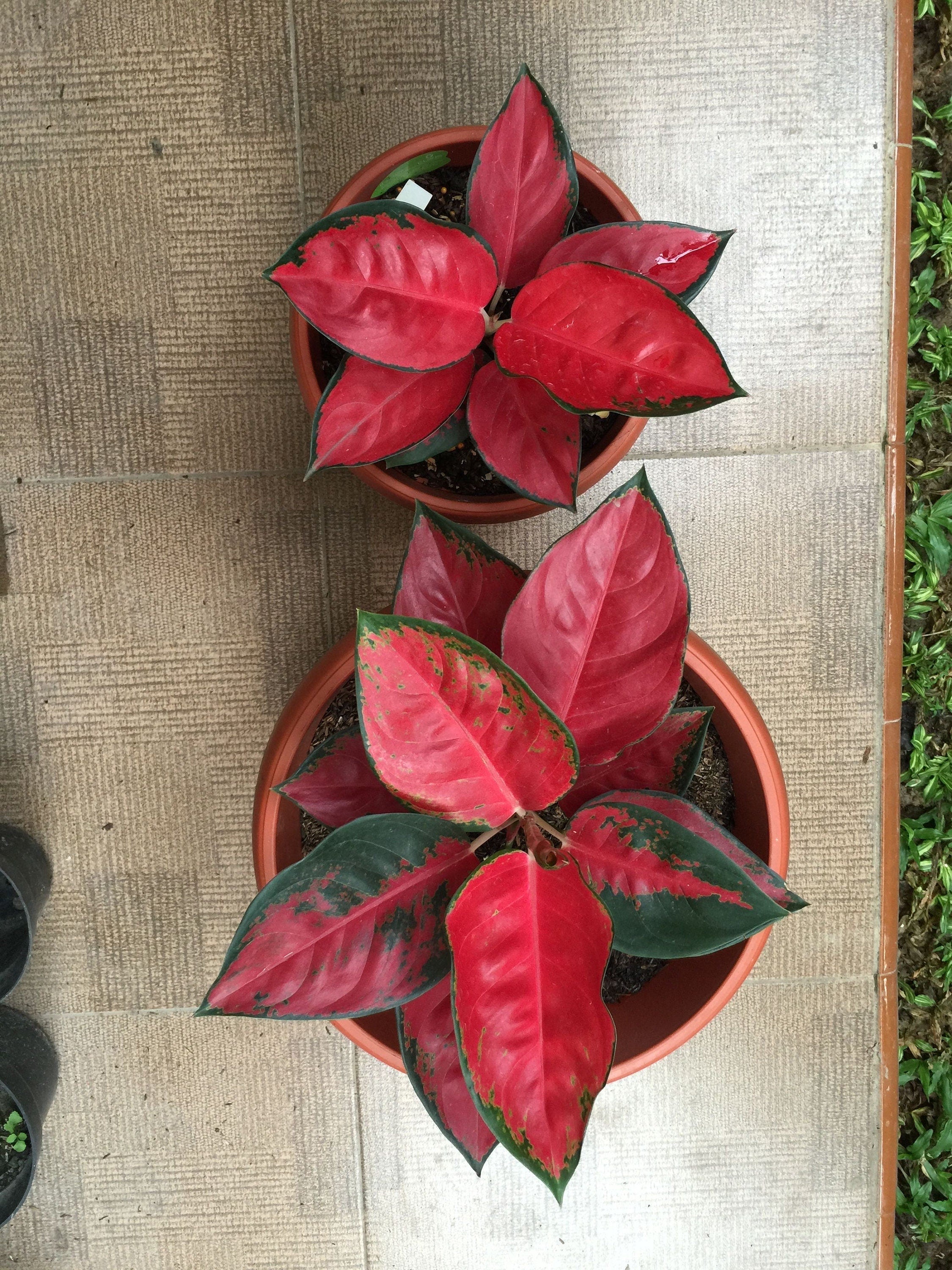 thailand aglaonema Aglaonema Thailand red starter plant **(ALL plants require you to purc – GoldenGreeneryCo