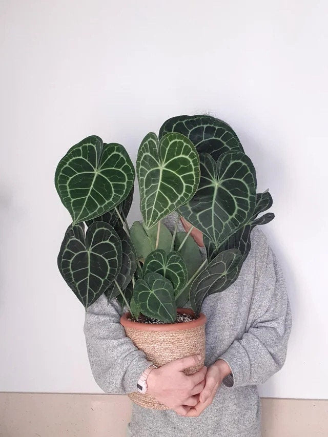 Anthurium Clarinervium Seed grown starter plant **(ALL plants require you to purchase ANY 2 plants!)**