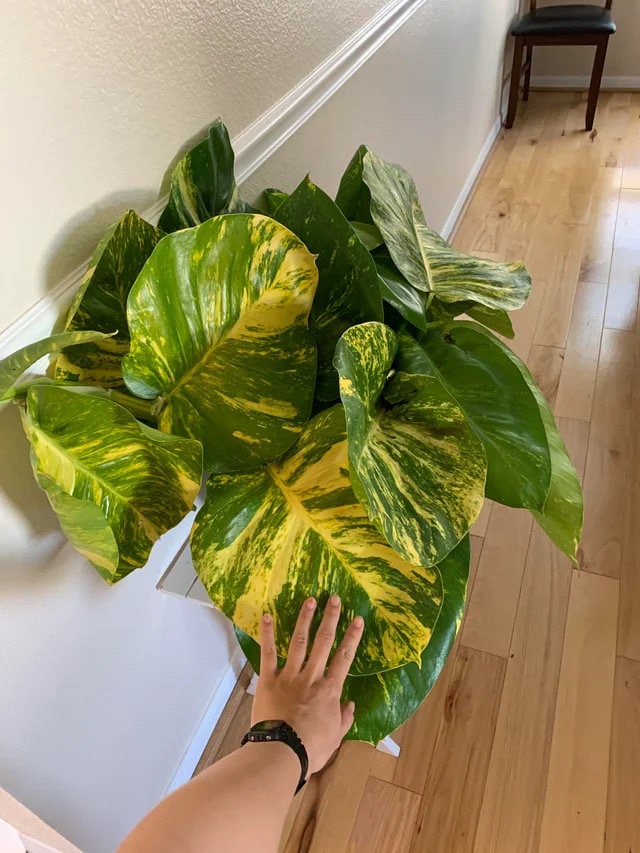 giant pothos price Giant Hawaiian Pothos 4” plant **(ALL plants require you to purchase ANY 2 plants!)**