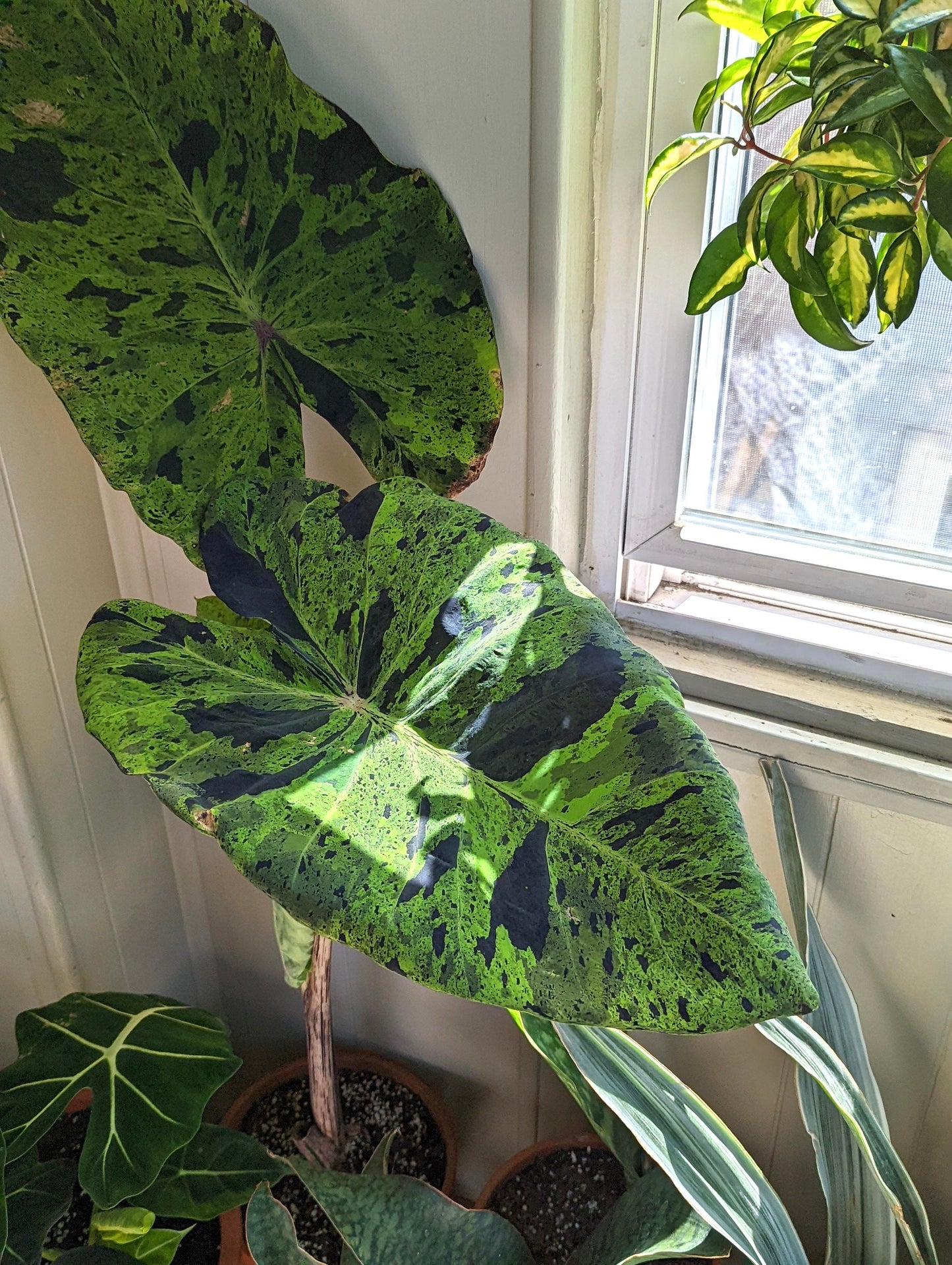 Colocasia Mojito escuelenta elephant ear starter plant **(ALL plants require you to purchase ANY 2 plants!)**