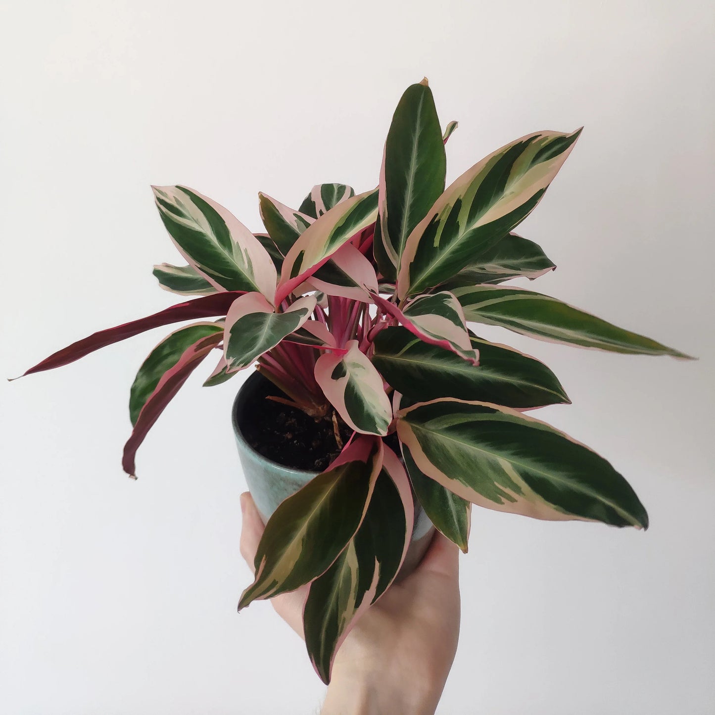 Stromanthe Triostar starter plant **(ALL plants require you to purchase ANY 2 plants!)**