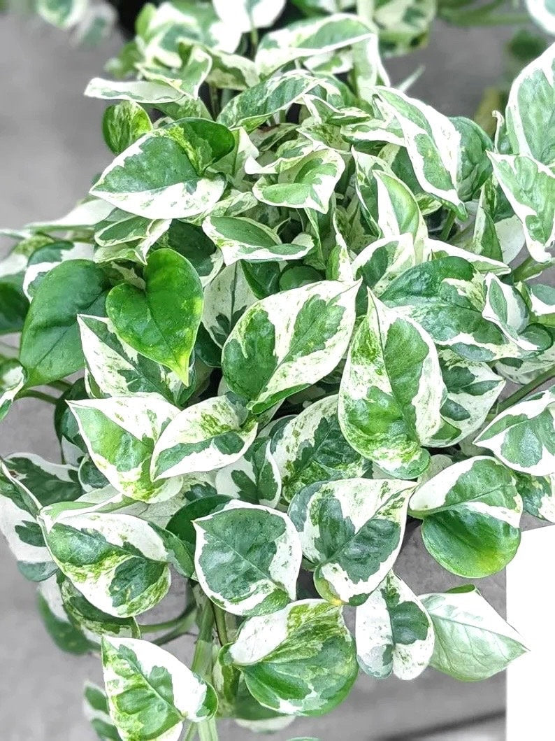 Pothos pearls and jade starter plant **(ALL plants require you to purchase ANY 2 plants!)**