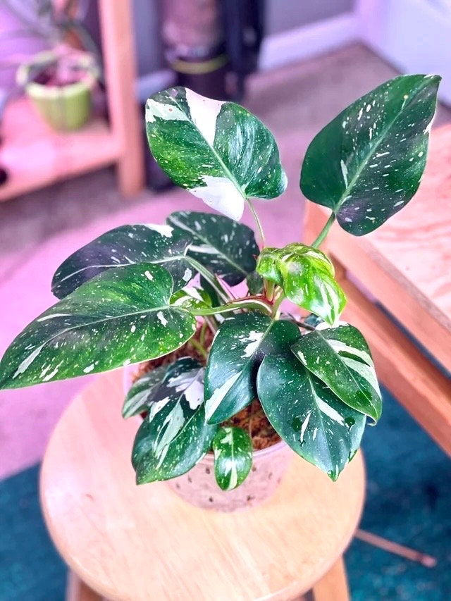 Philodendron White princess 4” plant **(ALL plants require you to purchase ANY 2 plants!)**