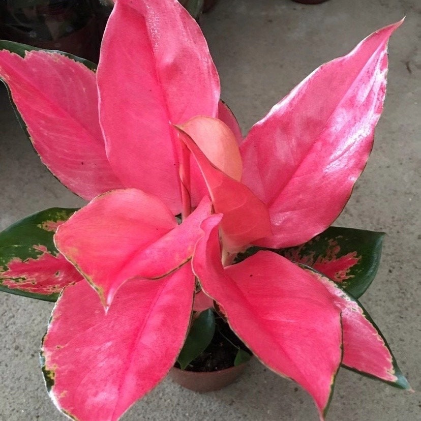 Aglaonema Pink Suksom 4” plant **(ALL plants require you to purchase ANY 2 plants!)**