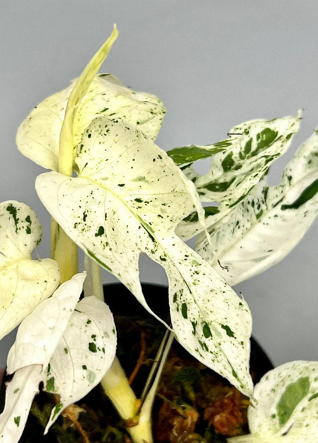 Epipremnum Pinnatum variegated rare starter plant **(ALL plants require you to purchase ANY 2 plants!)**